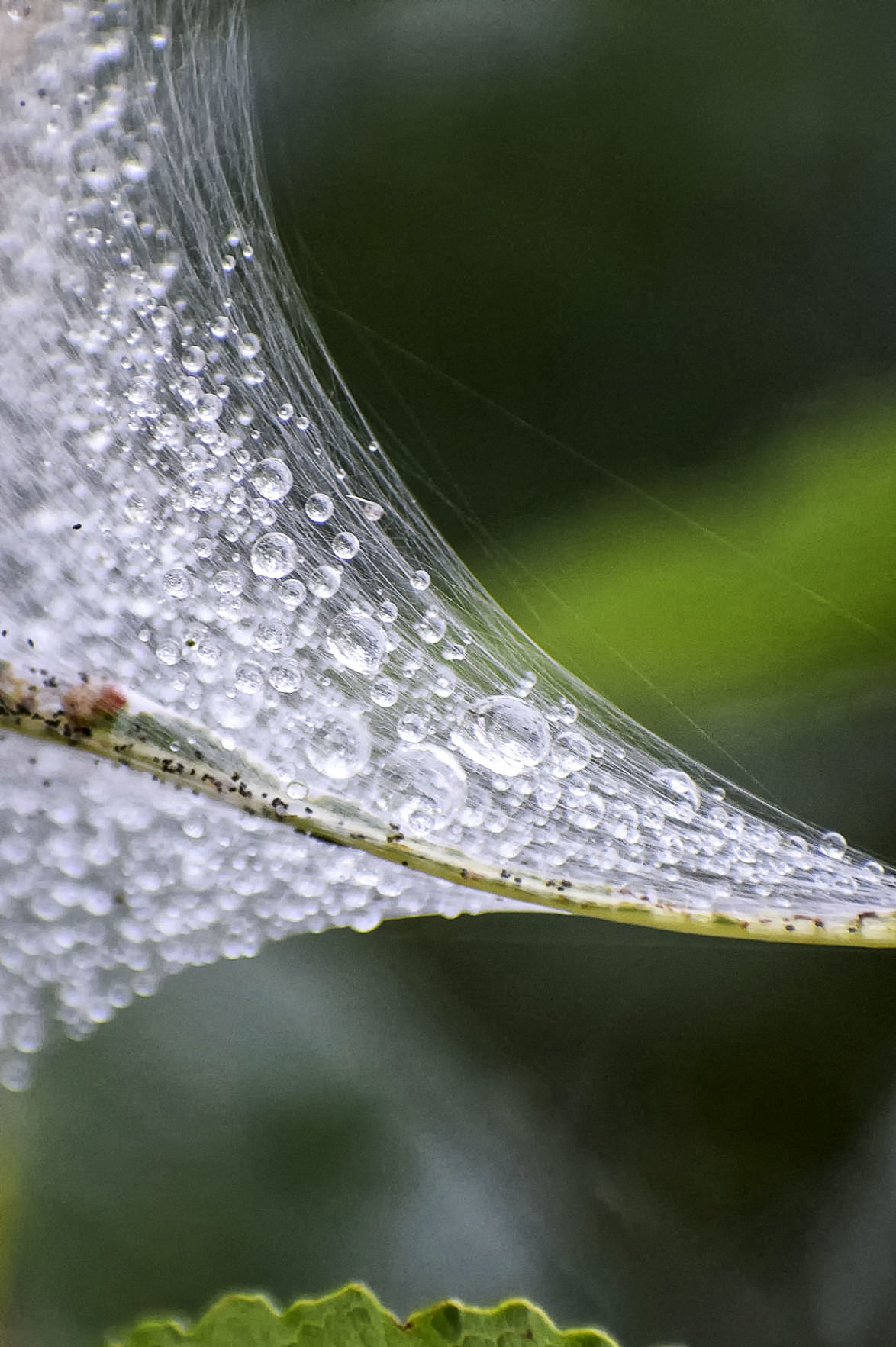 Watery web